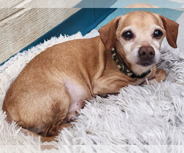 Medium Photo #1 Chiweenie Puppy For Sale in Wetumpka, AL, USA