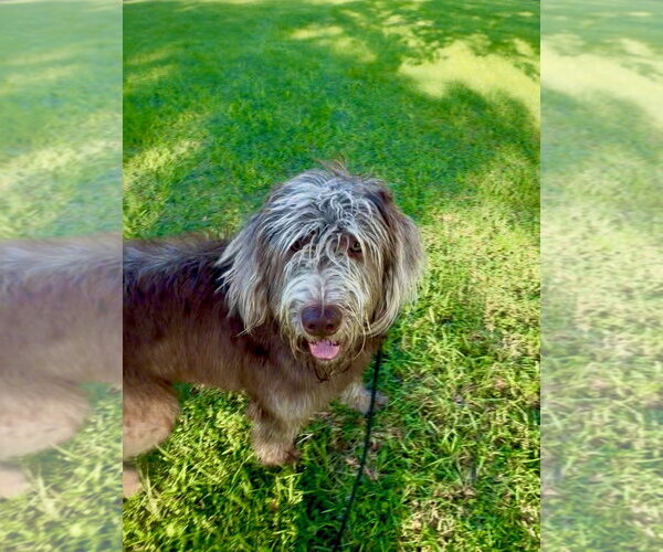 Medium Photo #2 Goldendoodle Puppy For Sale in Sanford, FL, USA