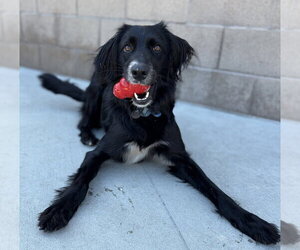 Topaz - Male Colonial Cocker Spaniel Dog for Adoption - Photo #2
