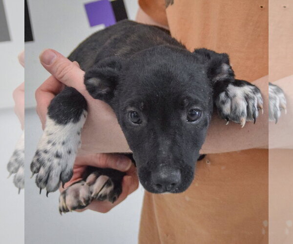 Medium Photo #3 Border Collie-Unknown Mix Puppy For Sale in Huntley, IL, USA