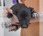Small #2 Border Collie Mix
