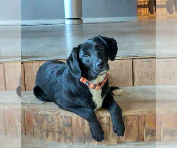 Medium Photo #1 Colonial Cocker Spaniel-Unknown Mix Puppy For Sale in Boston, MA, USA