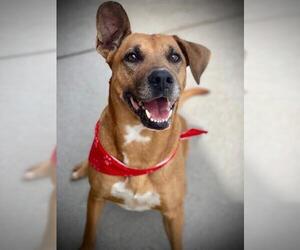 German Shepherd Dog-Unknown Mix Dogs for adoption in Tulsa, OK, USA