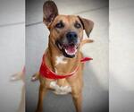 Small German Shepherd Dog Mix