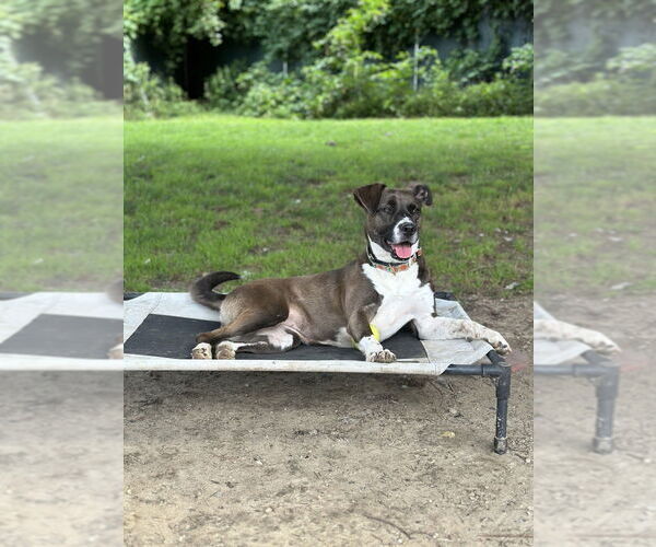 Medium Photo #17 Borador Puppy For Sale in Brewster, NY, USA