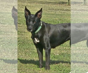 Shepradors Dogs for adoption in Claremore, OK, USA