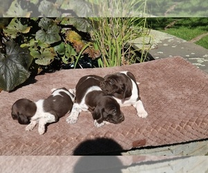 German Shorthaired Pointer Puppy for sale in SCHDY, NY, USA