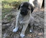 Small Photo #5 Anatolian Shepherd Puppy For Sale in CHANDLERVILLE, IL, USA