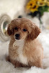 Small Photo #14 Havanese-Poodle (Toy) Mix Puppy For Sale in HOUSTON, TX, USA