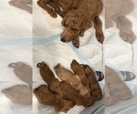 Small #46 Goldendoodle
