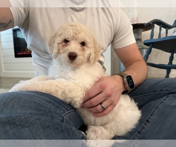 Medium Photo #12 Double Doodle Puppy For Sale in BULVERDE, TX, USA