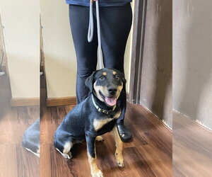Labbe Dogs for adoption in Mt. Laurel, NJ, USA