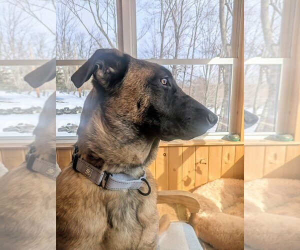 Medium Photo #27 German Shepherd Dog-Unknown Mix Puppy For Sale in Sebec, ME, USA