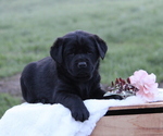 Puppy Jamaica Labrador Retriever