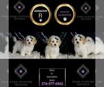 Small Photo #100 Maltipoo (Miniature) Puppy For Sale in WARSAW, IN, USA