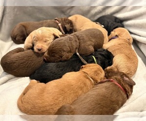 Labradoodle Puppy for Sale in CONNERSVILLE, Indiana USA