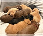 Image preview for Ad Listing. Nickname: Litter of 10