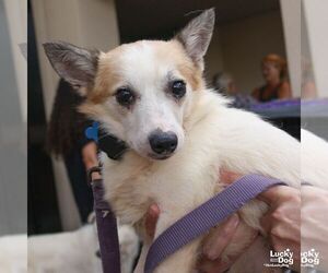 Barney - Male Jack Russell Terrier-Unknown Mix Dog for Adoption - Photo #3
