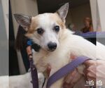 Small #4 Jack Russell Terrier Mix