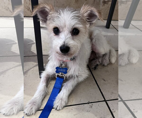 Medium Photo #4 Mutt Puppy For Sale in Corona, CA, USA