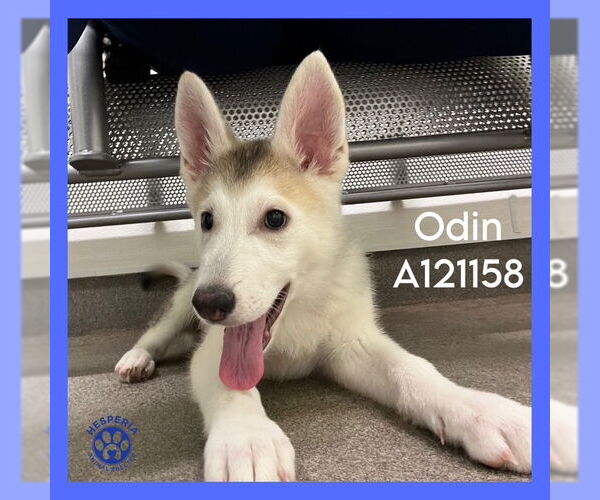 Medium Photo #1 Siberian Husky Puppy For Sale in HESPERIA, CA, USA