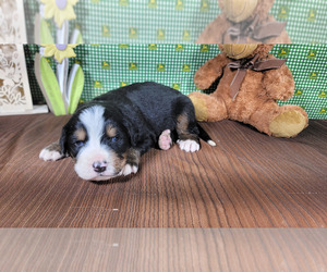 Medium Bernese Mountain Dog