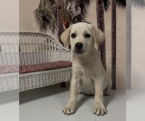 Medium Photo #2 Labrador Retriever Puppy For Sale in SPRINGFIELD, MO, USA