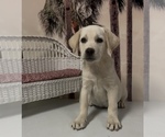 Small #1 Labrador Retriever