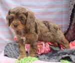 Small #2 Cavapoo
