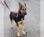 Small #5 German Shepherd Dog Mix