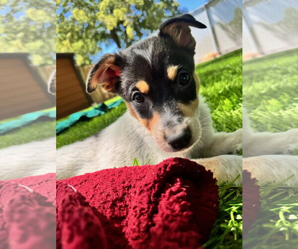 Medium Photo #4 Mutt Puppy For Sale in Sandy, UT, USA