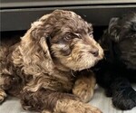 Small Photo #3 Labradoodle Puppy For Sale in SALT LAKE CITY, UT, USA