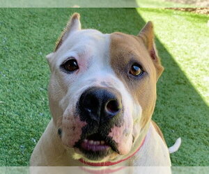 Mutt Dogs for adoption in Moreno Valley, CA, USA