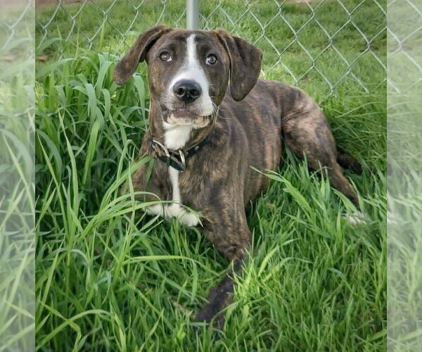 Medium Photo #12 Boxer-Plott Hound Mix Puppy For Sale in Huntley, IL, USA