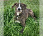 Small #11 Boxer-Plott Hound Mix