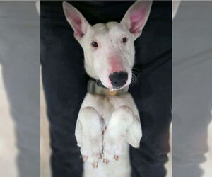 Bull Terrier-Unknown Mix Dogs for adoption in Lakewood, CO, USA