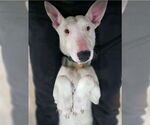 Small Bull Terrier Mix