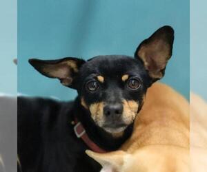 Chihuahua Dogs for adoption in San Antonio, TX, USA