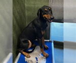 Small Doberman Pinscher