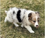 Small #1 Miniature Australian Shepherd