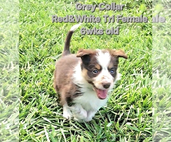 Medium Photo #19 Border Collie Puppy For Sale in BYBEE, TN, USA