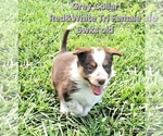 Small #18 Border Collie