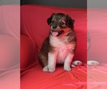 Small #3 Mini Australian Shepterrier