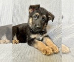 Puppy Mr Lilac German Shepherd Dog