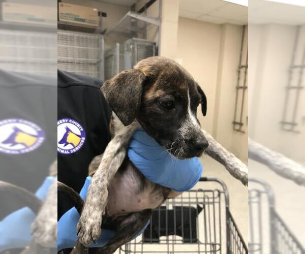 Medium Photo #1 Mutt Puppy For Sale in Conroe, TX, USA