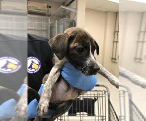 Mutt Dogs for adoption in Conroe, TX, USA