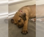 Small #13 Rhodesian Ridgeback