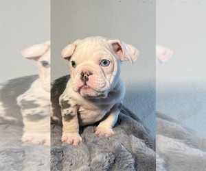 English Bulldog Puppy for sale in WEST HOLLYWOOD, CA, USA