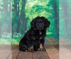 Aussiedoodle Miniature  Puppy for sale in SHIPSHEWANA, IN, USA