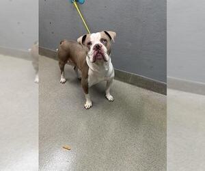 American Pit Bull Terrier-Unknown Mix Dogs for adoption in Las Vegas, NV, USA